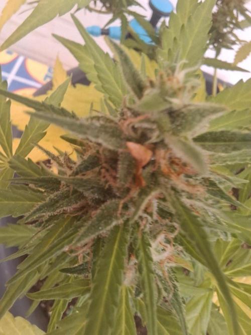 White Diesel Haze Auto. Week 10