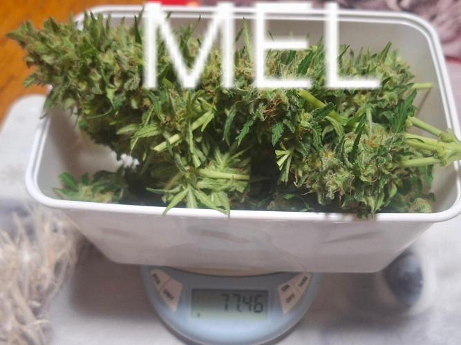 White Diesel Haze Auto. Week 11
