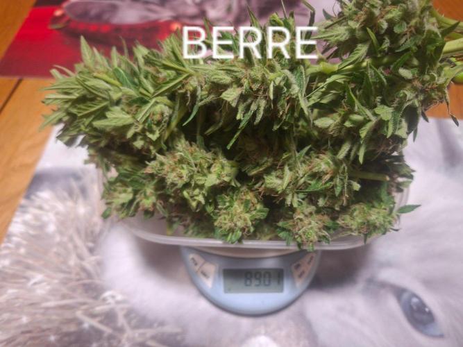 Rise and shine. Week 11 - Berre nat gewicht