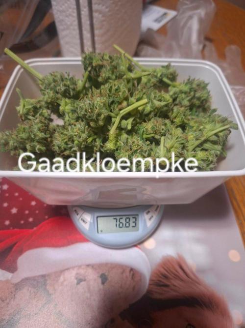 White Diesel Haze Auto. Week 11