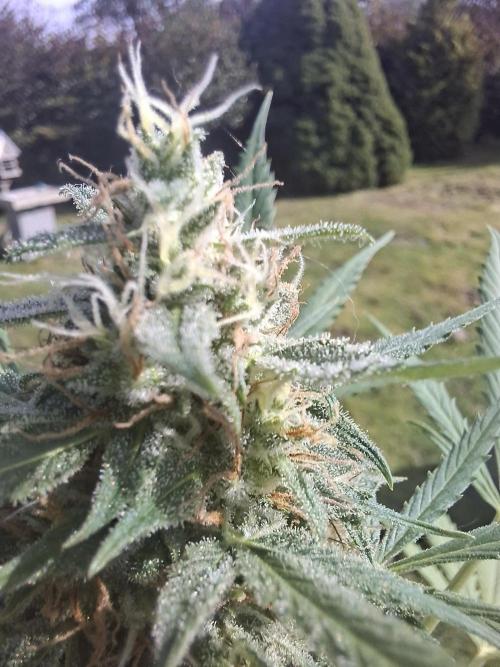 White Diesel Haze Auto. Week 11