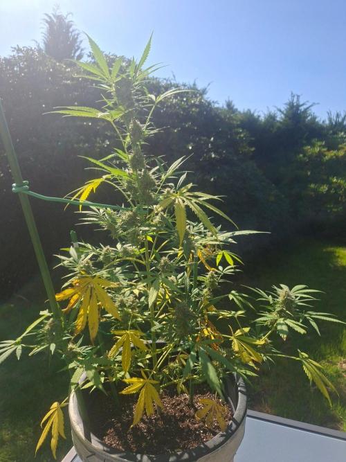 White Diesel Haze Auto. Week 11
