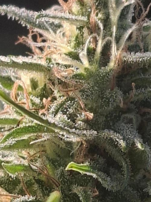 Rise and shine. Week 11 - Wat een witte gloed
