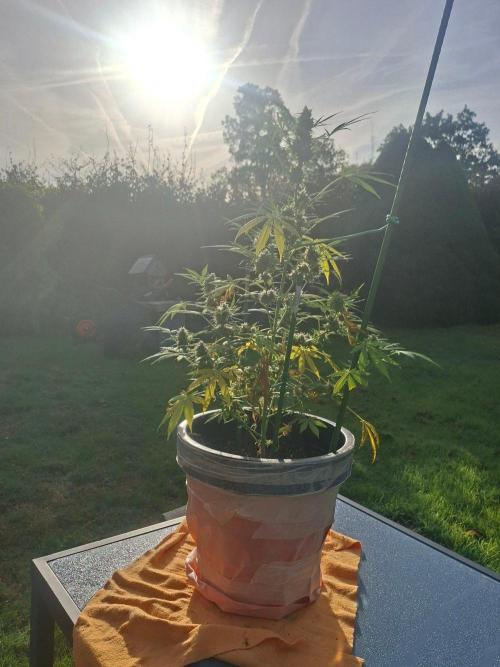 White Diesel Haze Auto. Week 11