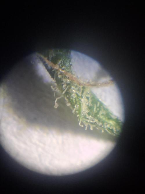 White Diesel Haze Auto. Week 11