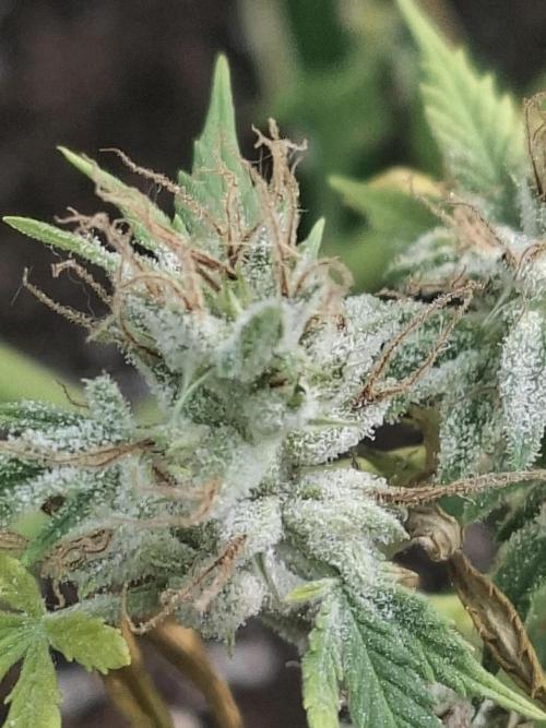 White Diesel Haze Auto. Week 11