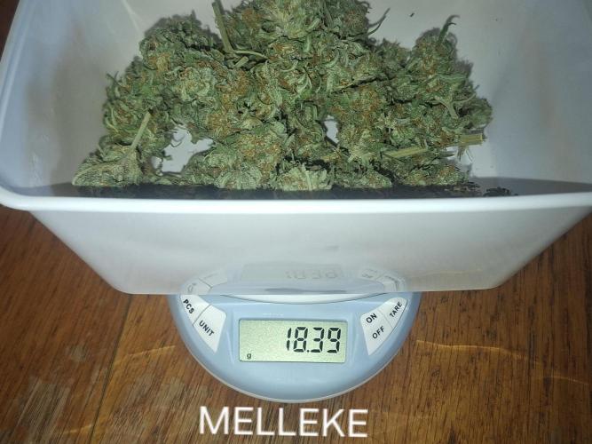 Rise and shine. Week 12 - nice en klasse weed😎🤝💯