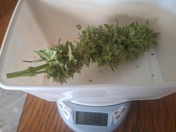 Rise and shine. Week 12 - main cola 