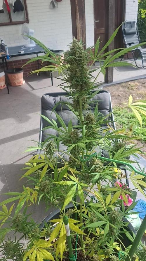 White Diesel Haze Auto. Week 12