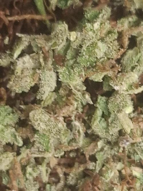 Rise and shine. Week 12 - VETTE WEED#SENSI SEED