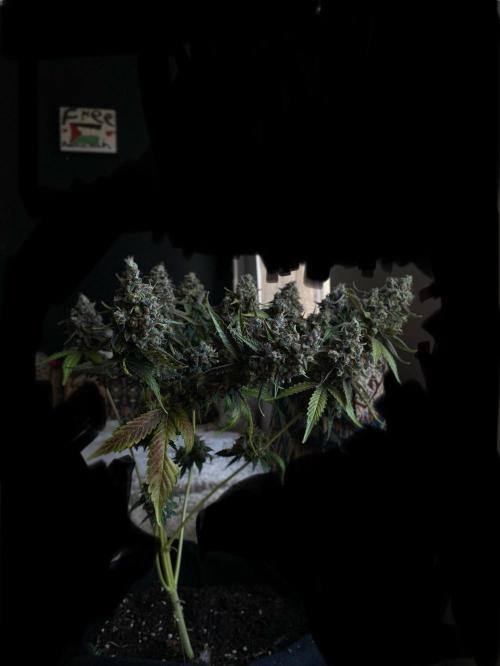 NorthernLightAuto. Week 10
