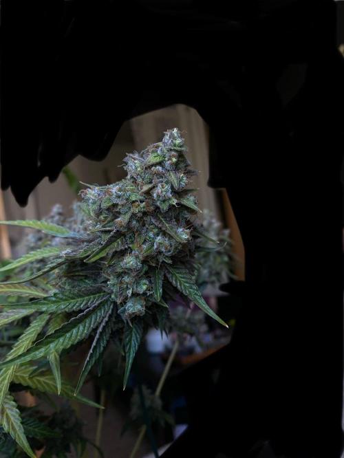 NorthernLightAuto. Week 10
