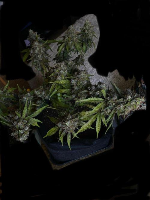 NorthernLightAuto. Week 10