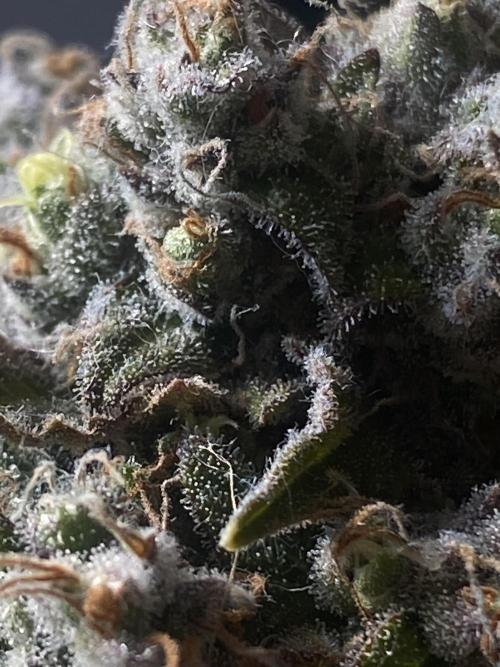 NorthernLightAuto. Week 10