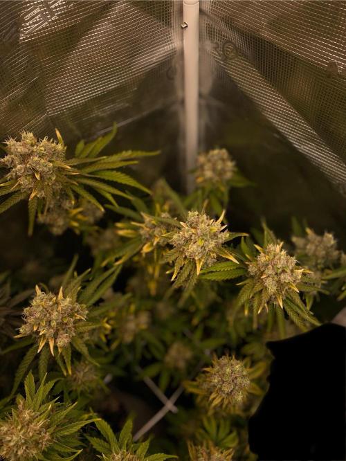 Speedy Chile (RQS). Week 10