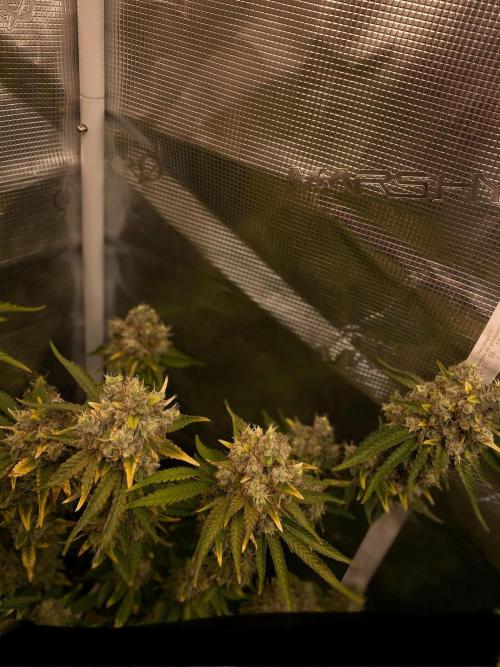 Speedy Chile (RQS). Week 10