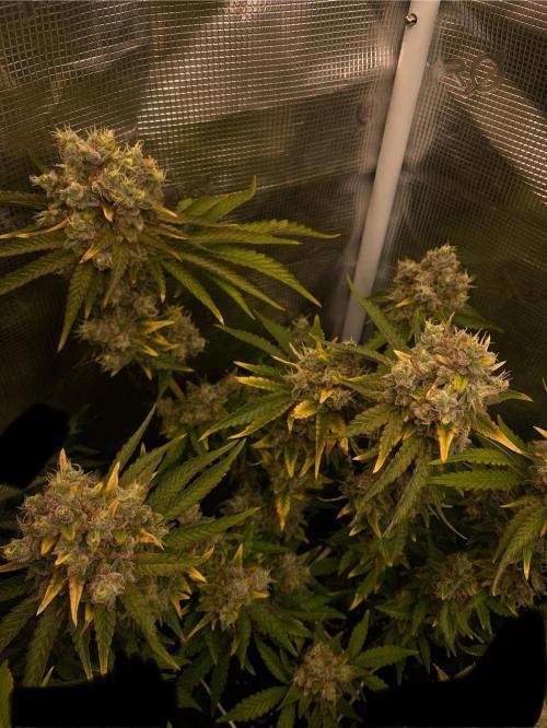 Speedy Chile (RQS). Week 10