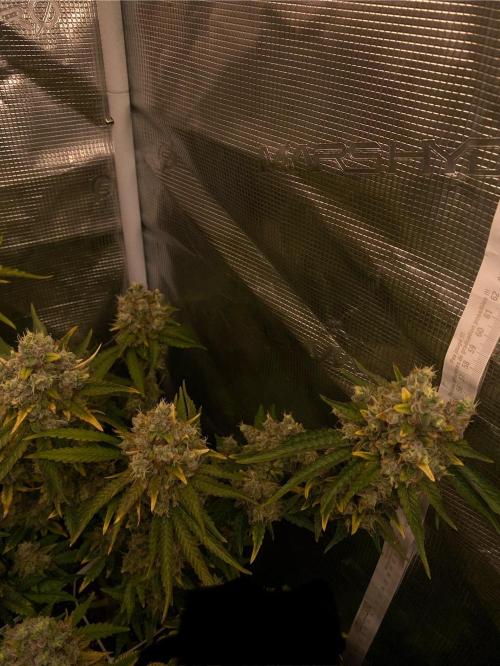 Speedy Chile (RQS). Week 10
