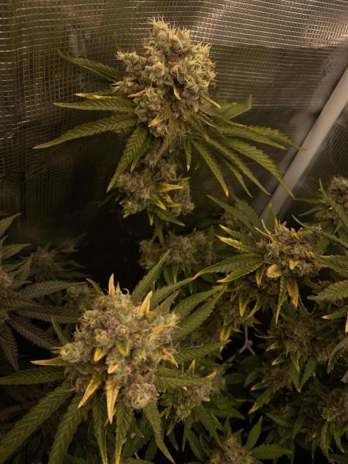 Speedy Chile (RQS). Week 10
