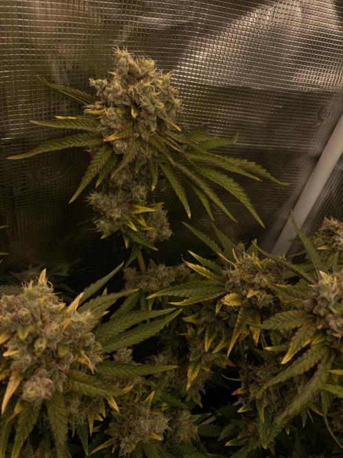 Speedy Chile (RQS). Week 10