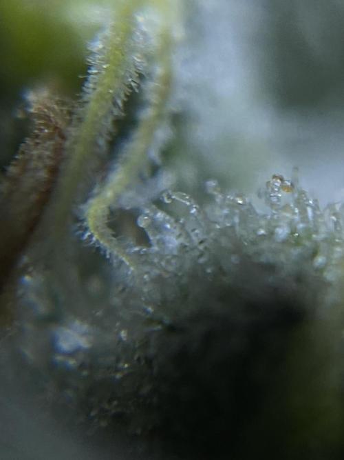 Speedy Chile (RQS). Week 11