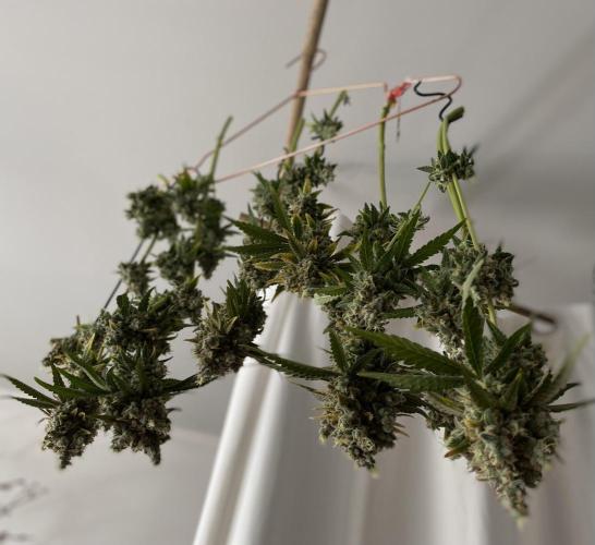 Speedy Chile (RQS). Week 11