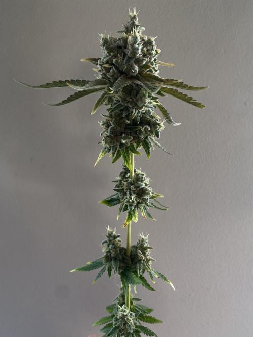 Speedy Chile (RQS). Week 11