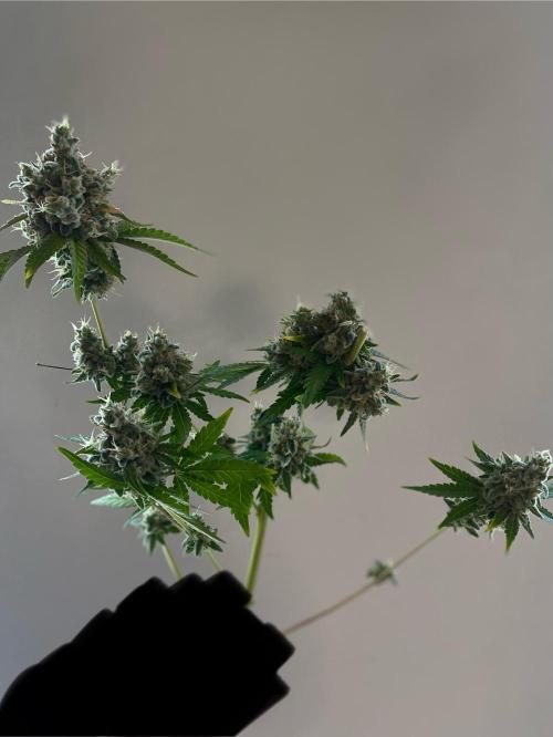 Speedy Chile (RQS). Week 11