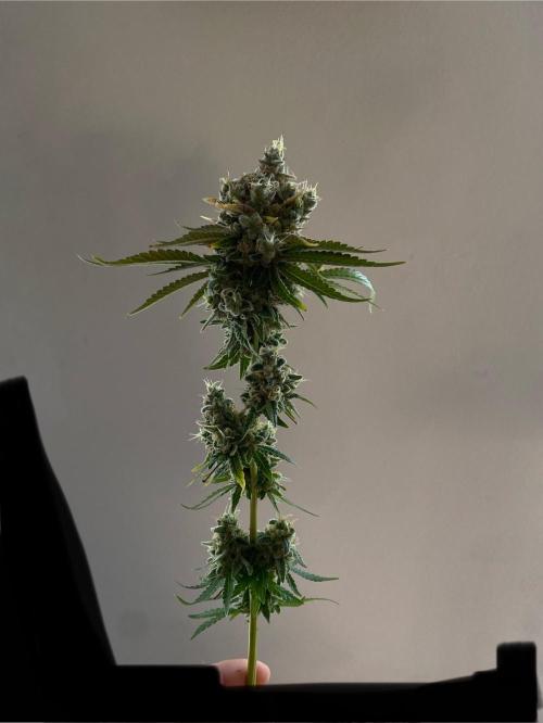 Speedy Chile (RQS). Week 11