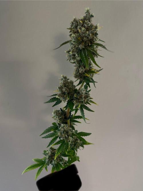 Speedy Chile (RQS). Week 11