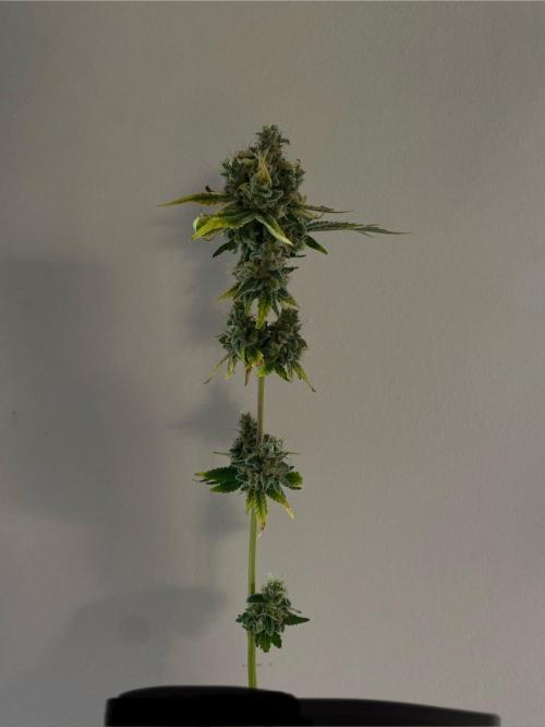 Speedy Chile (RQS). Week 11