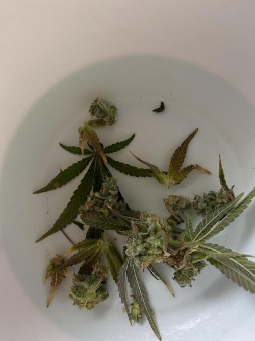 Speedy Chile (RQS). Week 11 - 😢
