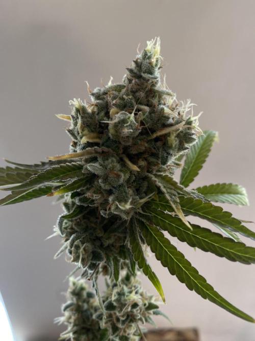Speedy Chile (RQS). Week 11