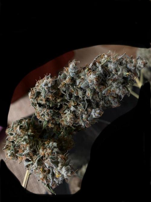 NorthernLightAuto. Week 11