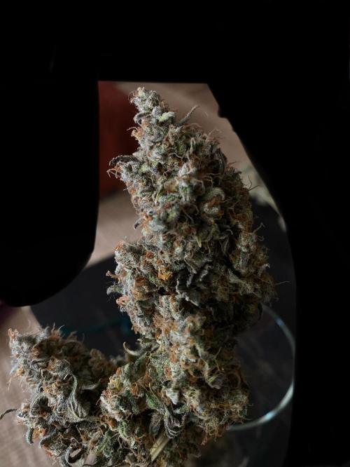NorthernLightAuto. Week 11