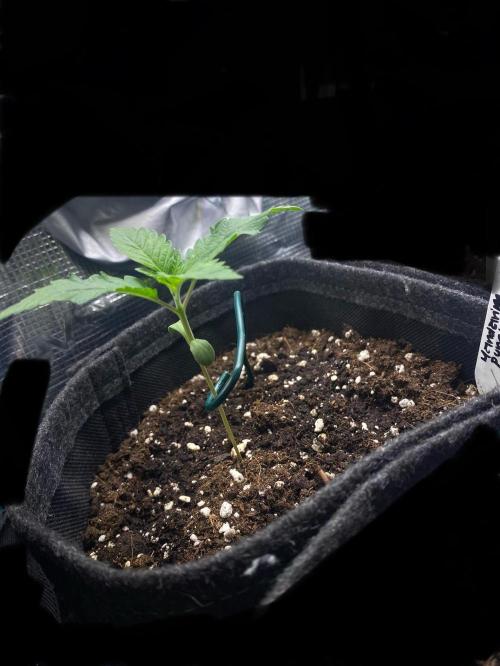Mandarin Punch. Week 1 - 3 days after