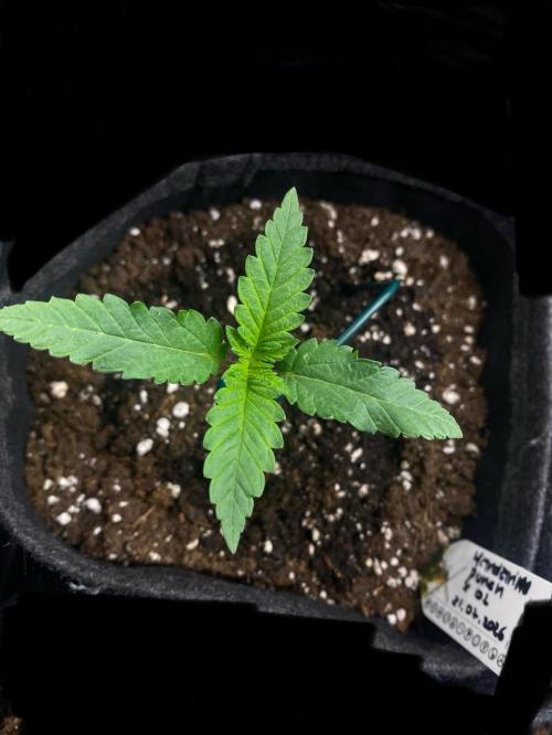 Mandarin Punch. Week 1 - 3 Tage nach 