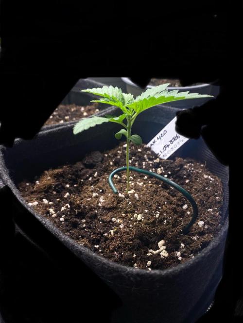 Mandarin Punch. Week 1 - 3 days later 
