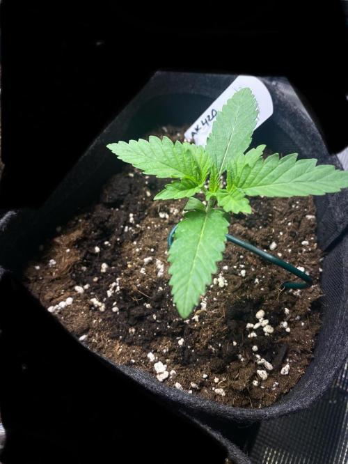 Mandarin Punch. Week 1 - 3 días después 