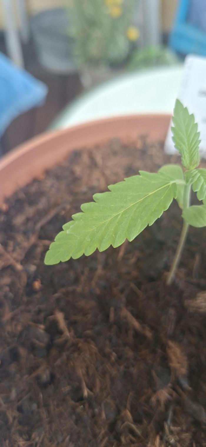 Purple Lemonade Auto Outdoor. Week 2