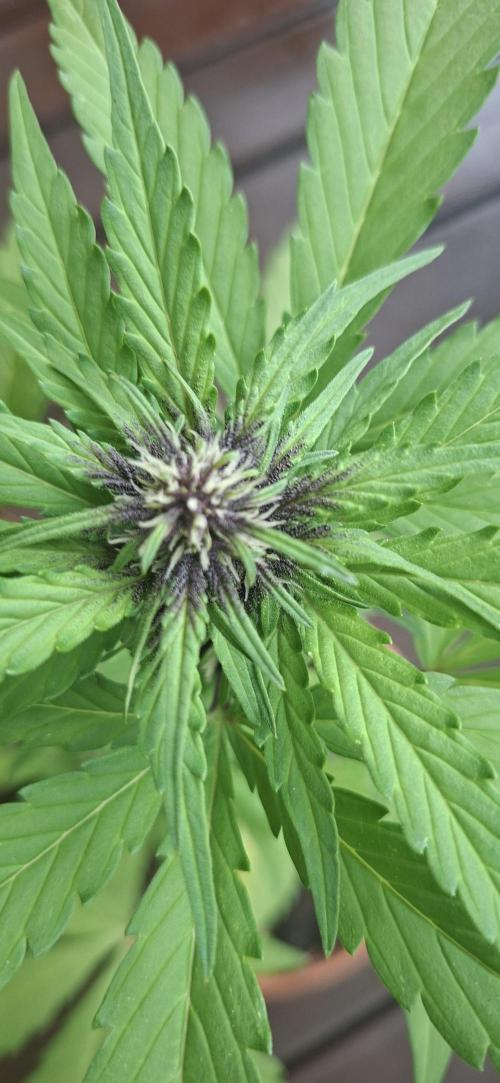 Purple Lemonade Auto Outdoor. Week 8