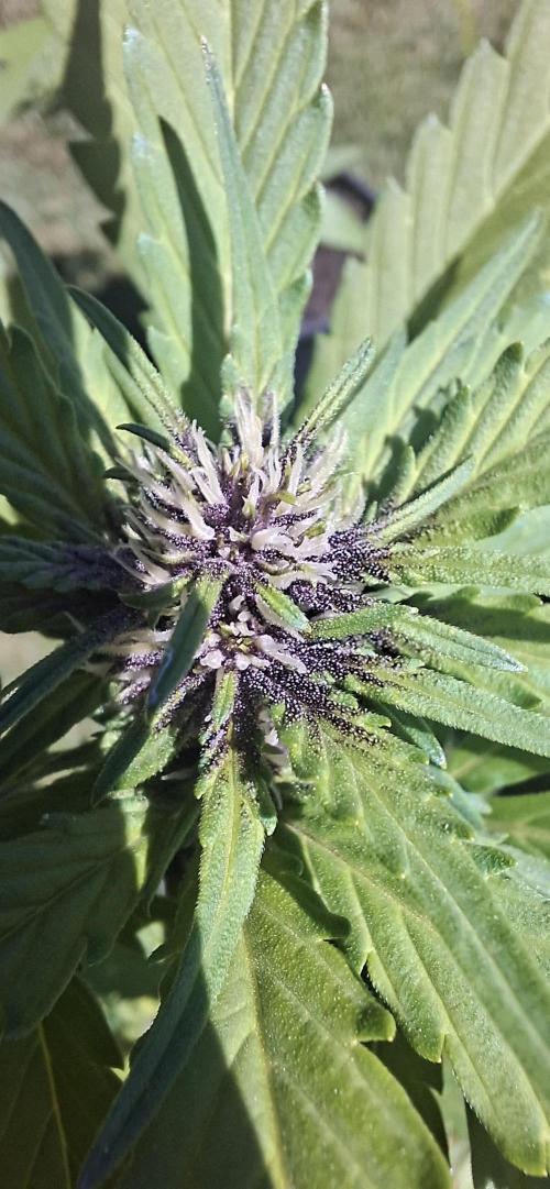 Purple Lemonade Auto Outdoor. Week 8