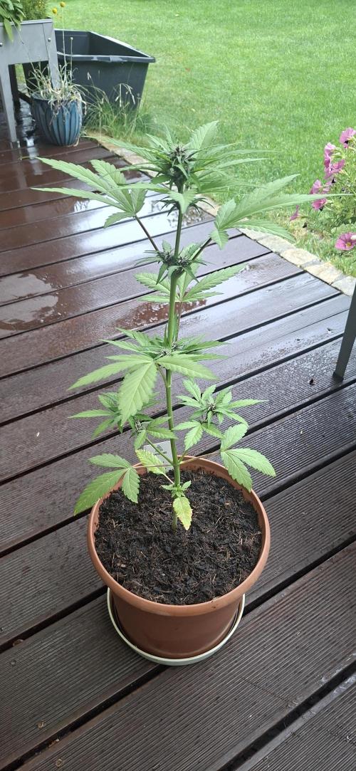 Purple Lemonade Auto Outdoor. Week 8
