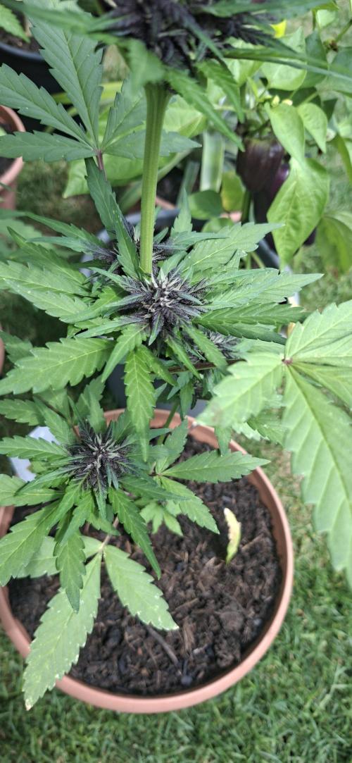 Purple Lemonade Auto Outdoor. Week 9