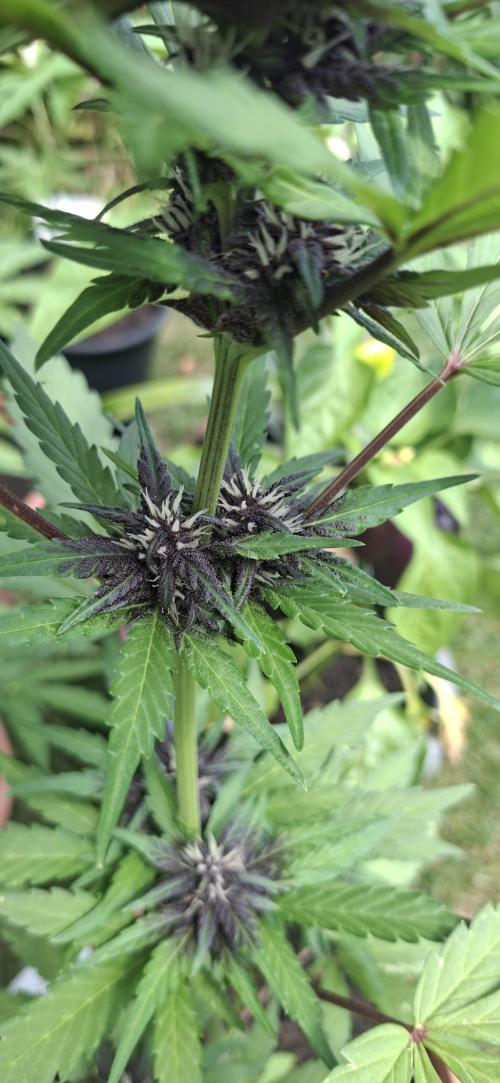 Purple Lemonade Auto Outdoor. Week 9
