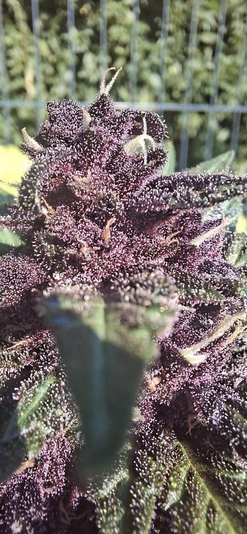 Purple Lemonade Auto Outdoor. Week 10