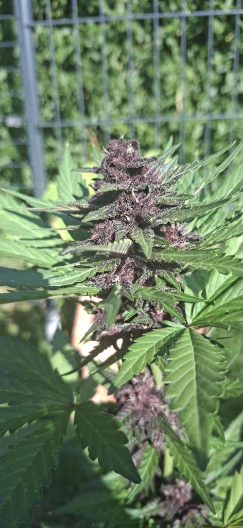 Purple Lemonade Auto Outdoor. Week 10