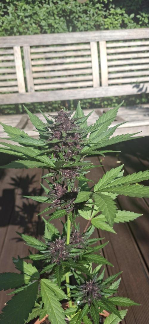 Purple Lemonade Auto Outdoor. Week 10