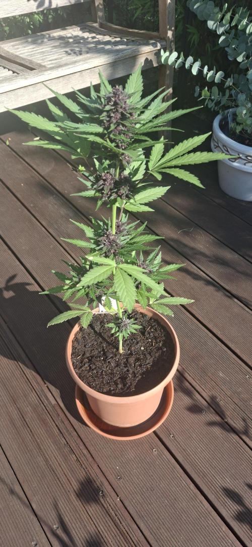. Week 10
