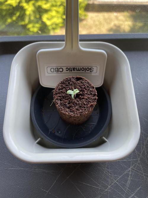 2026 Balcony Grow | SCBD & Fast Eddy. Week 0 - RQS - Solomatic CBD

in soil-plugs
Day 7